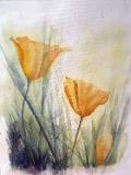 Gele papavers