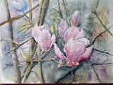 MAGNOLIAS