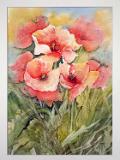 PAPAVERS